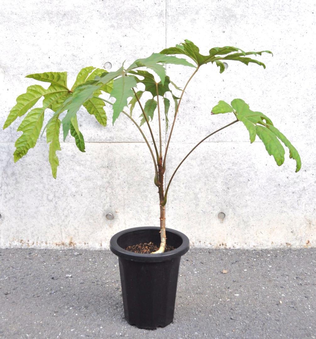 トレベシア ８号85cm