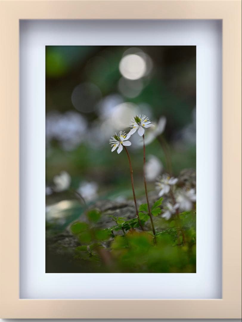 Nikon Z 6II ボディのみ