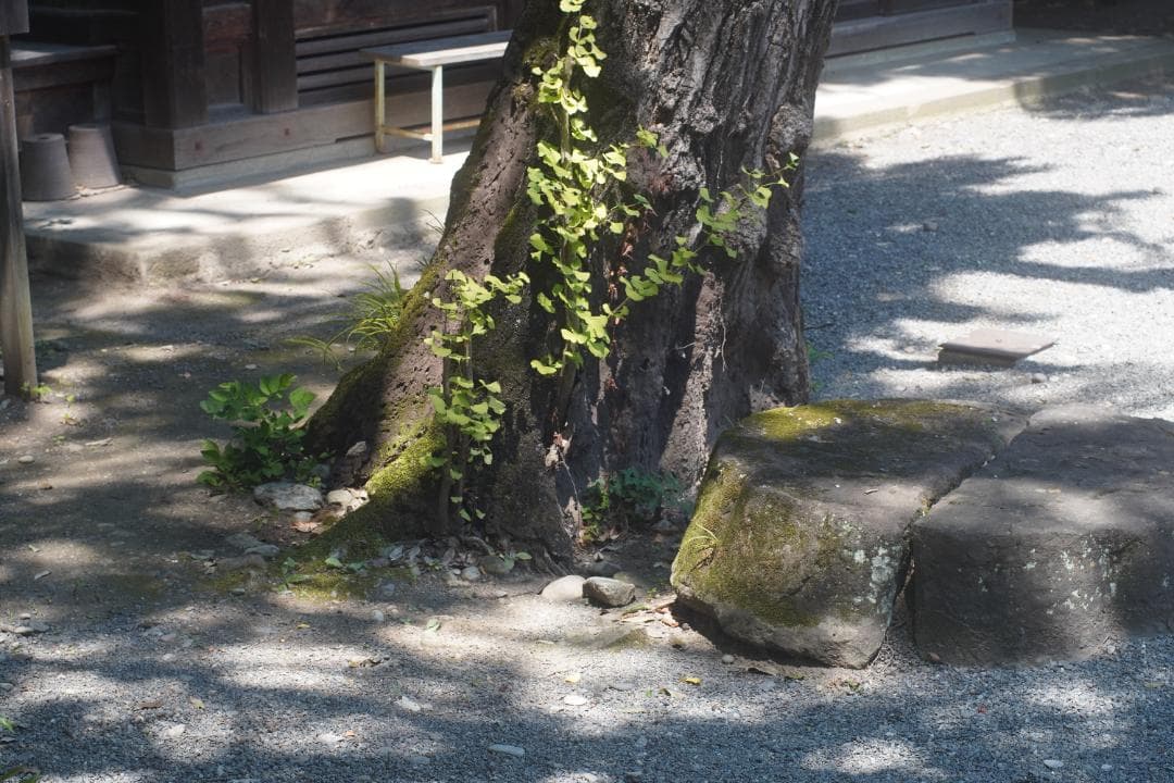 オリンパス OM-1 / OM-SYSTEM G.zuiko 50mm F1.4