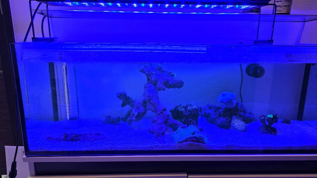 ボルクスジャパン Grassy Legna Marine 60cm