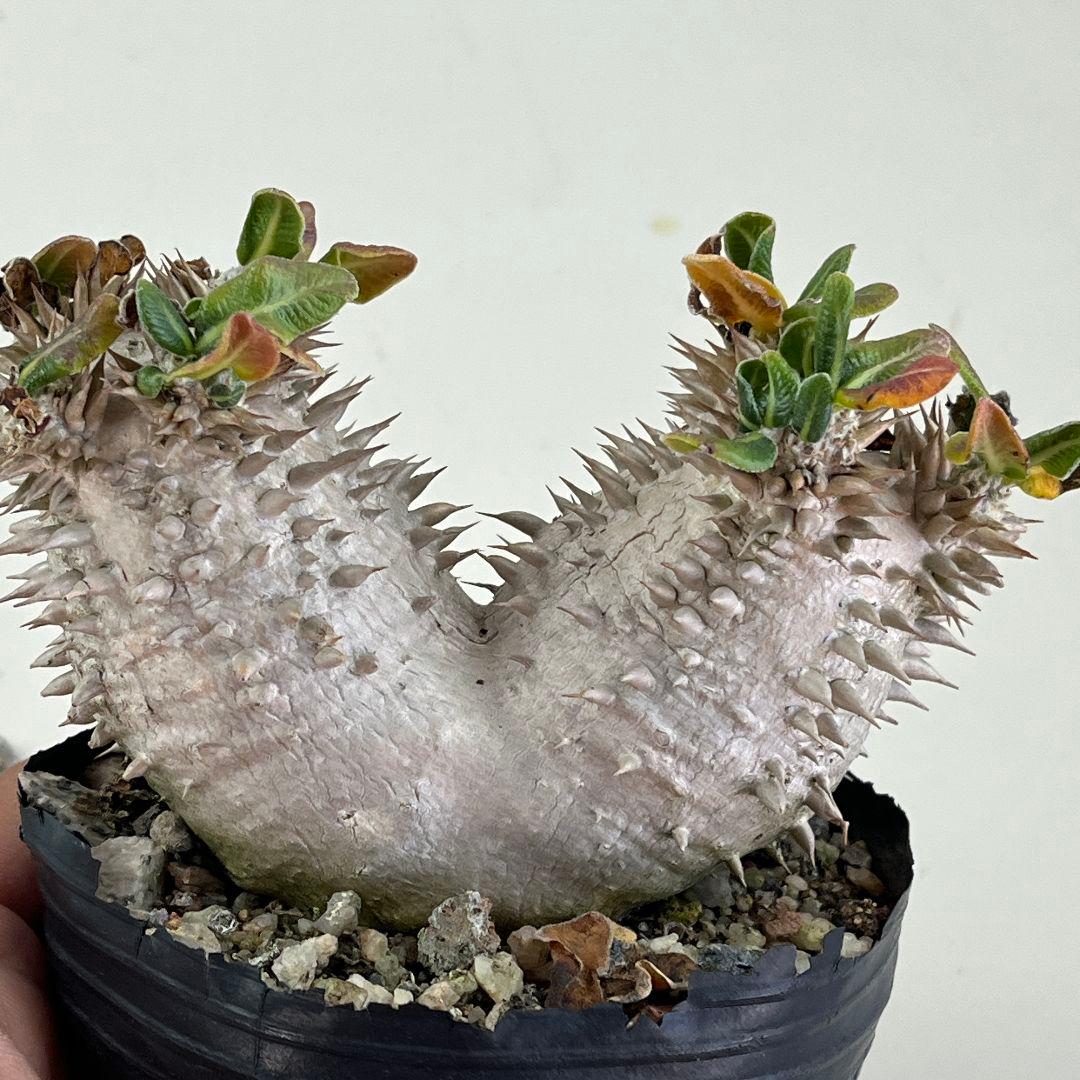 ぽ*け様 J136パキポディウム デンシカウレ 恵比寿大黒 実生 小葉 8年の古