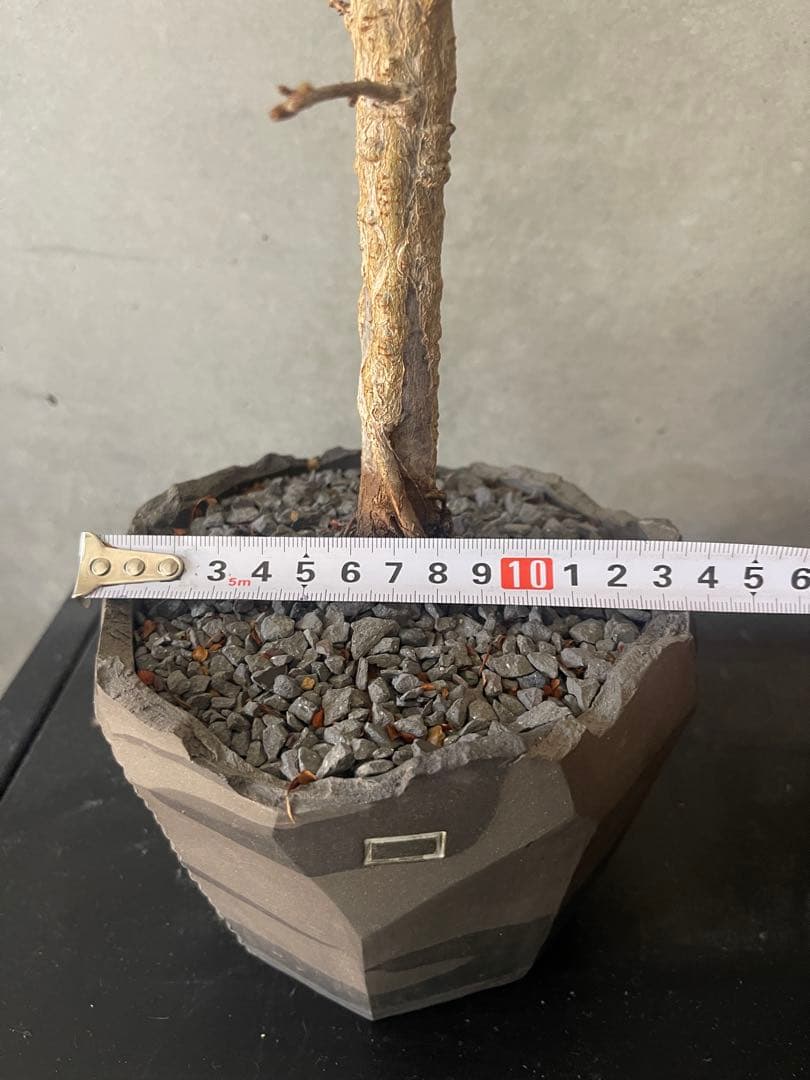 （専用）　 オペルクリカリアデカリー　実生中株　鉢付き