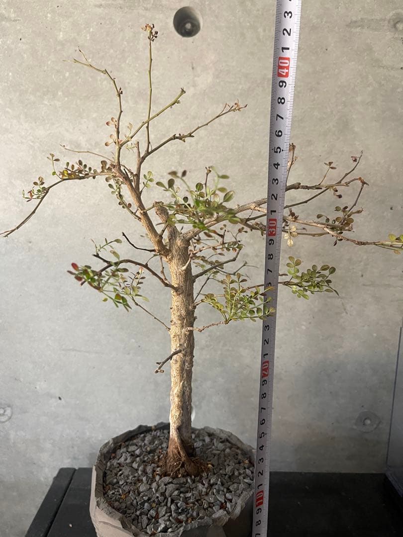 （専用）　 オペルクリカリアデカリー　実生中株　鉢付き