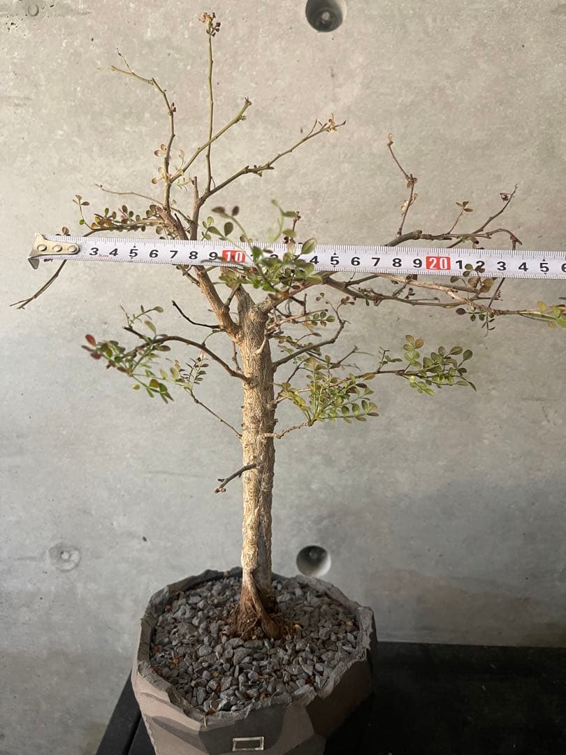 （専用）　 オペルクリカリアデカリー　実生中株　鉢付き