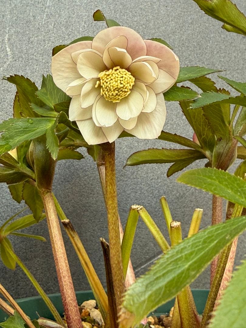 ば*な様 クリスマスローズ 開花株 充実大株 dd ピンク静　蕾いっぱい 5.5