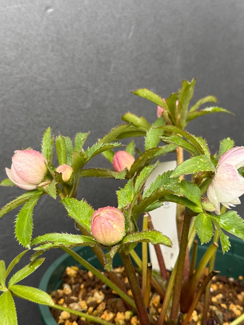 ば*な様 クリスマスローズ 開花株 充実大株 dd ピンク静　蕾いっぱい 5.5
