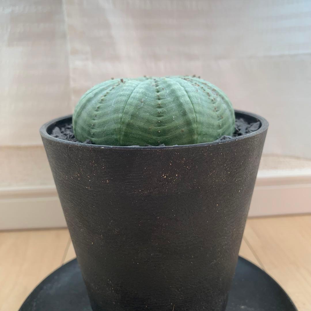 シンメトリカ 仔吹きタイプではない 7.5cm 3.5寸 超扁平お饅頭型