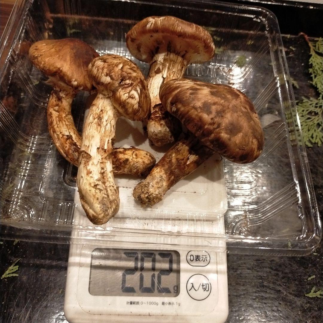 ④信州産 松茸　長野県　クール便　200g