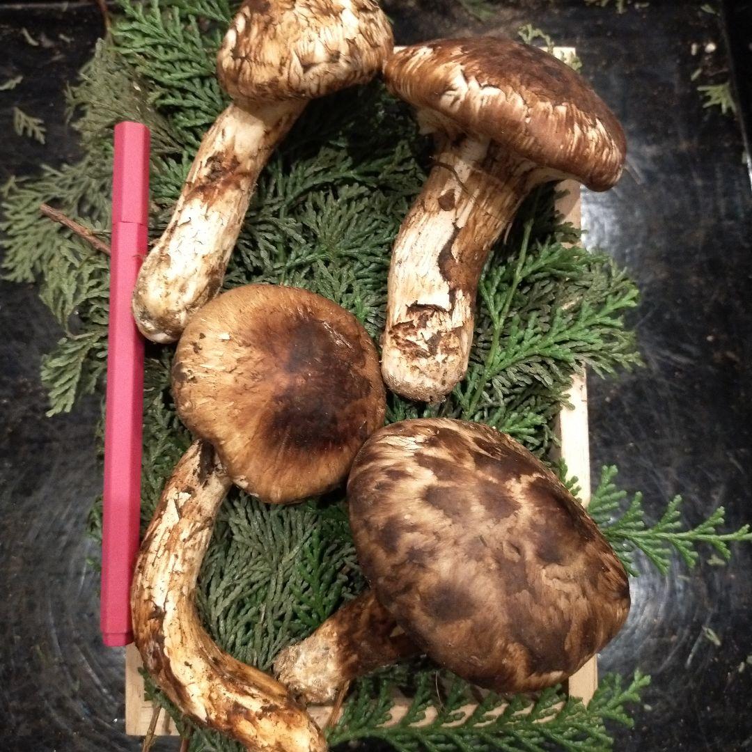 ④信州産 松茸　長野県　クール便　200g