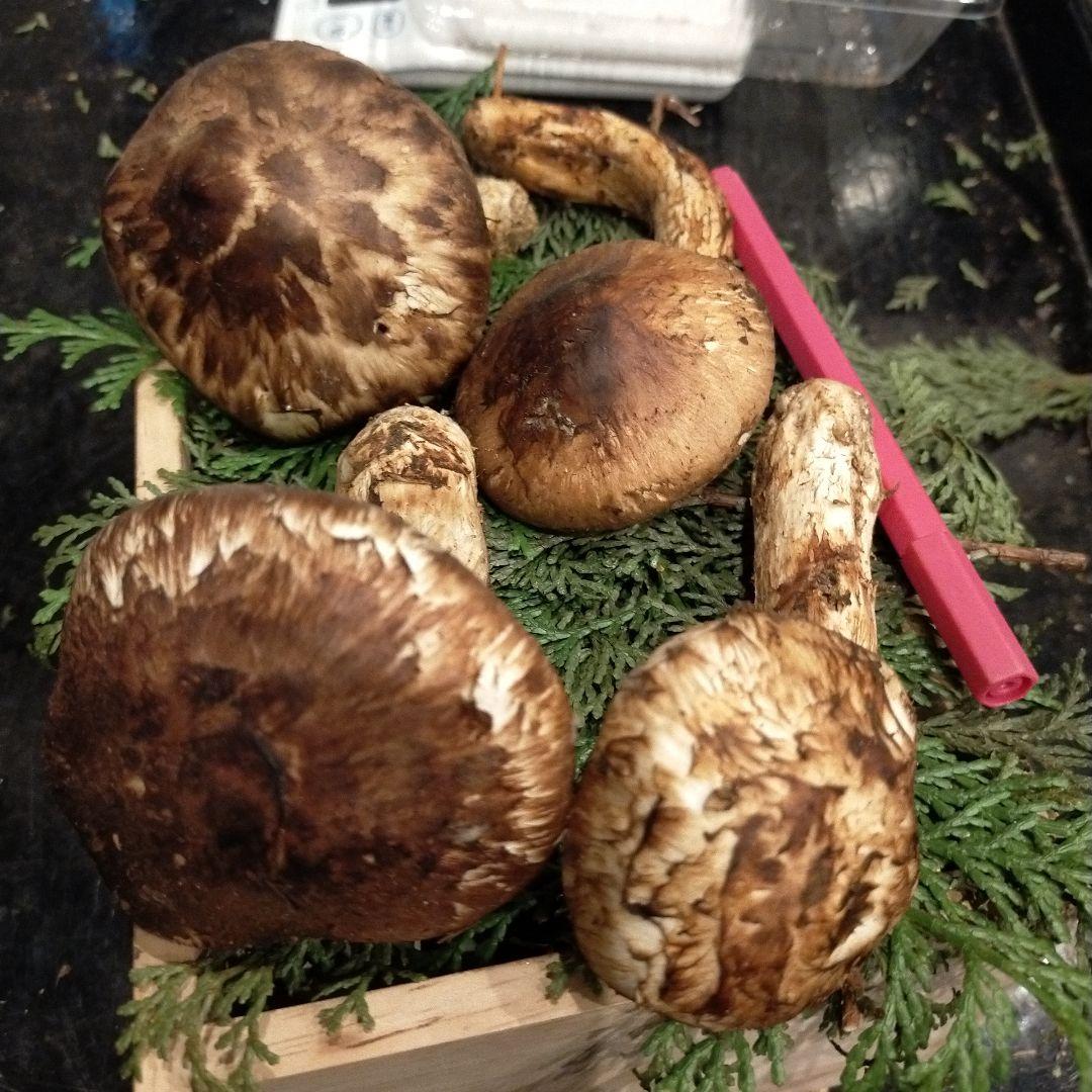 ④信州産 松茸　長野県　クール便　200g