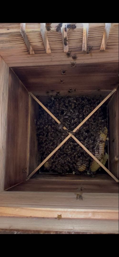 ニホンミツバチ飼育用巣箱　重箱式巣箱