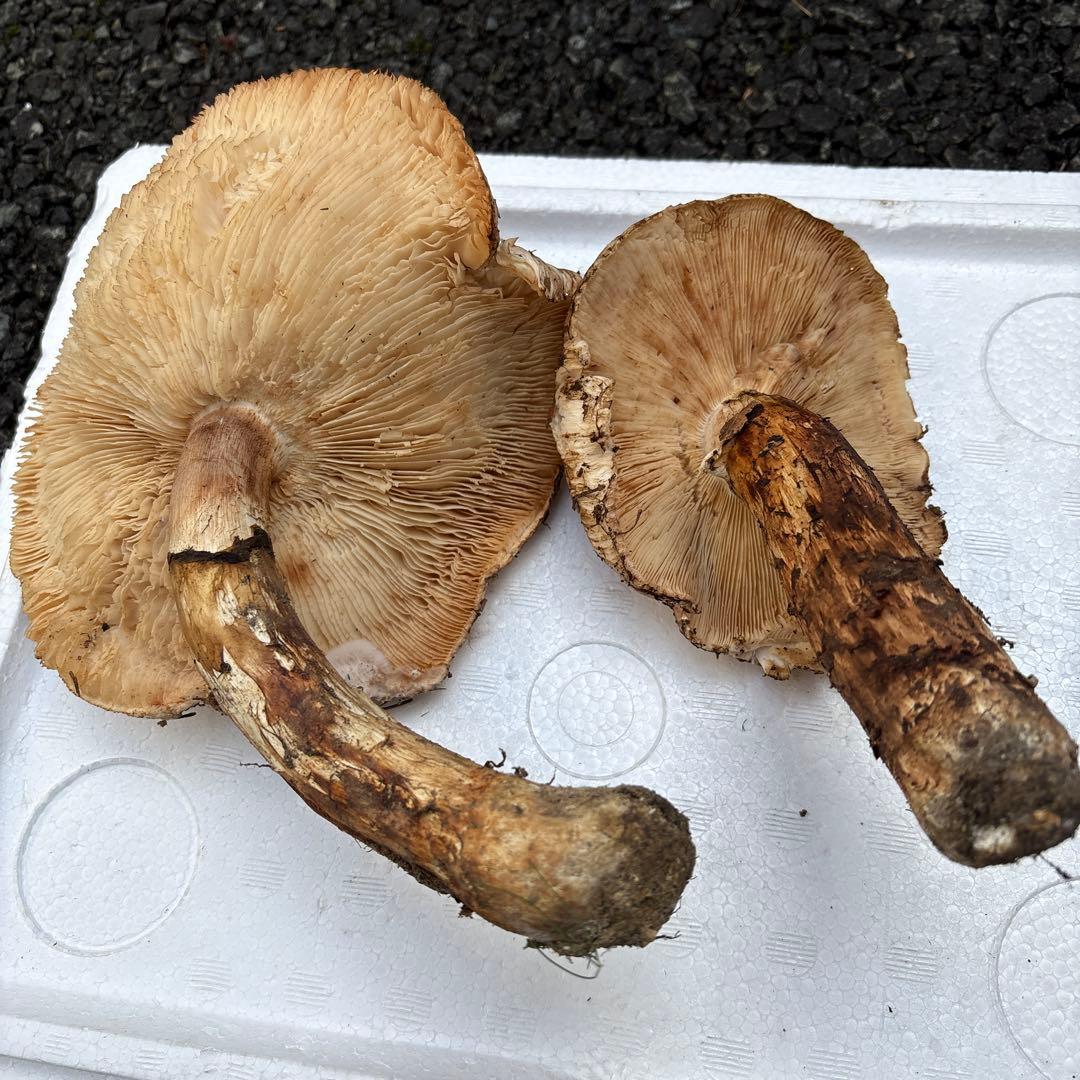 【特大松茸限定1点】岩手雫石町産 天然 大型開き、香り良い松茸 2本 461g