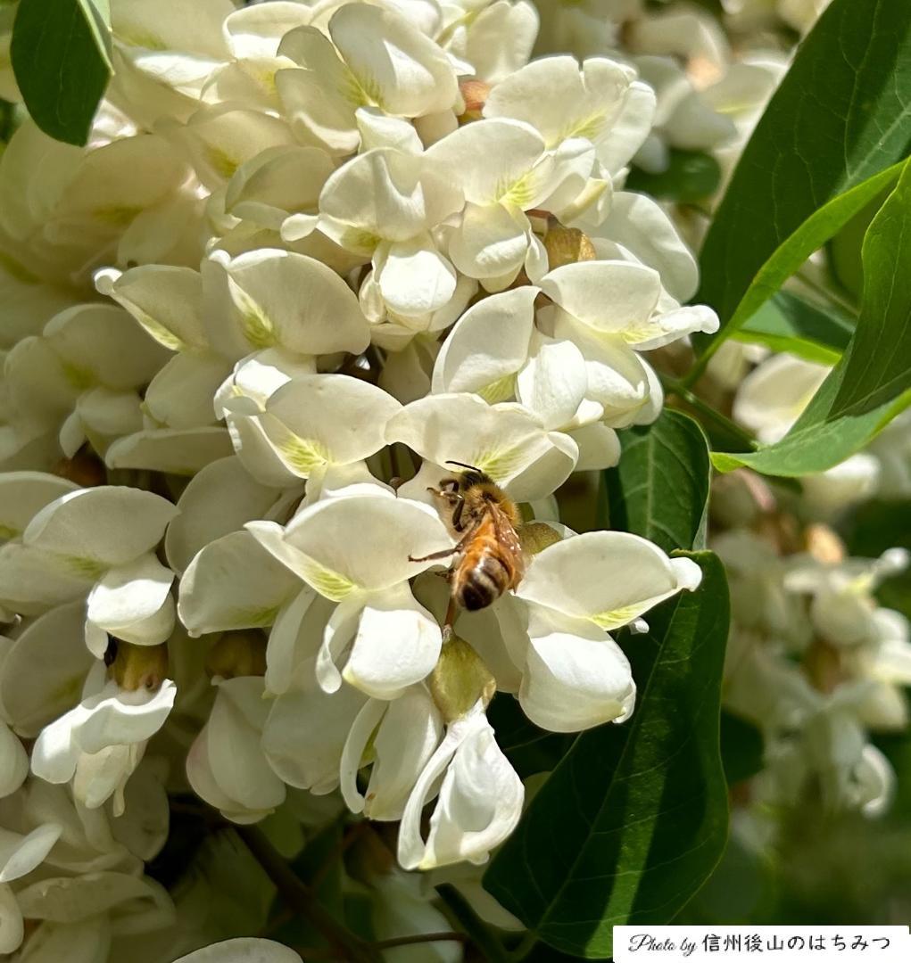 【再出】百花 アカシア 1000g 各１本 長野県産 国産蜂蜜 生蜂蜜 西洋蜜蜂