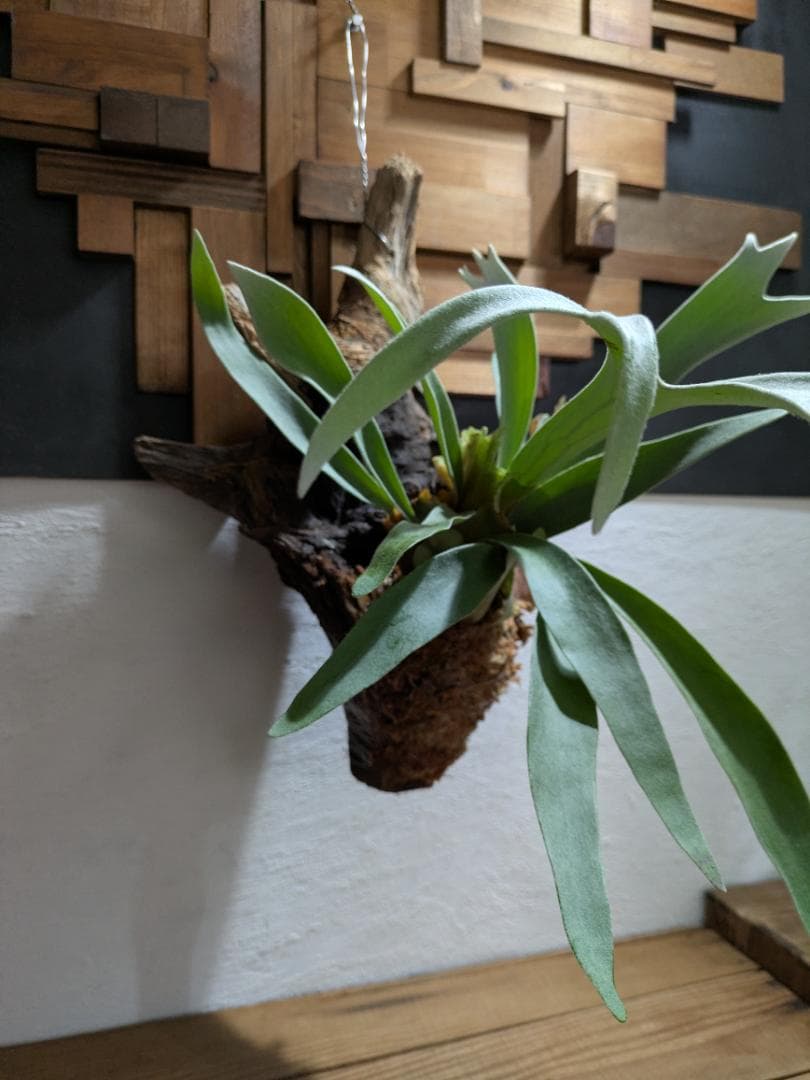 プラティケリウム ビーチー［流木付］【珍奇植物】コウモリラン・ビカクシダ