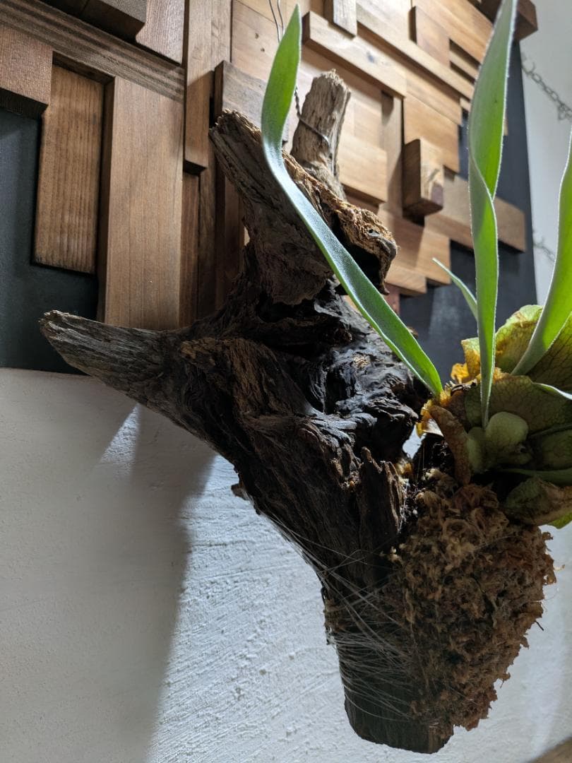 プラティケリウム ビーチー［流木付］【珍奇植物】コウモリラン・ビカクシダ