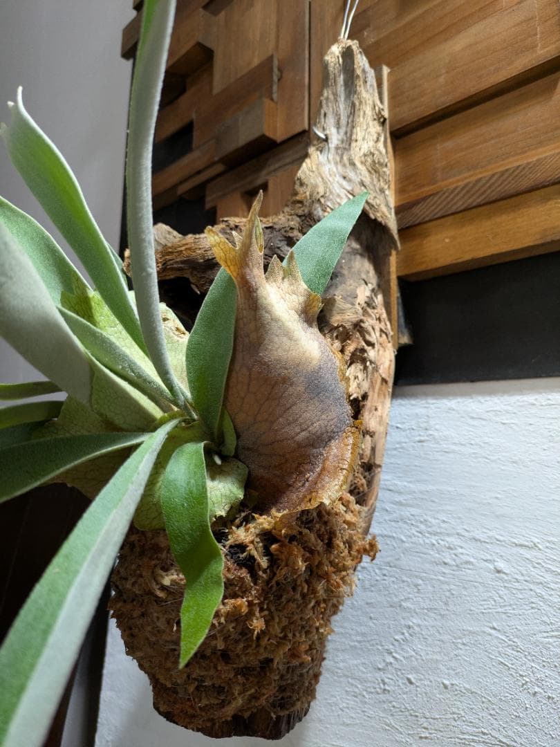 プラティケリウム ビーチー［流木付］【珍奇植物】コウモリラン・ビカクシダ