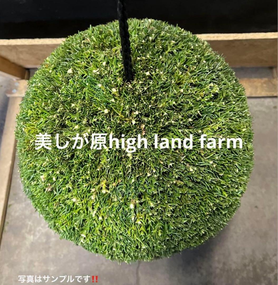 杉玉　約40センチ　屋根付き ‼️お客様ご注文品♪