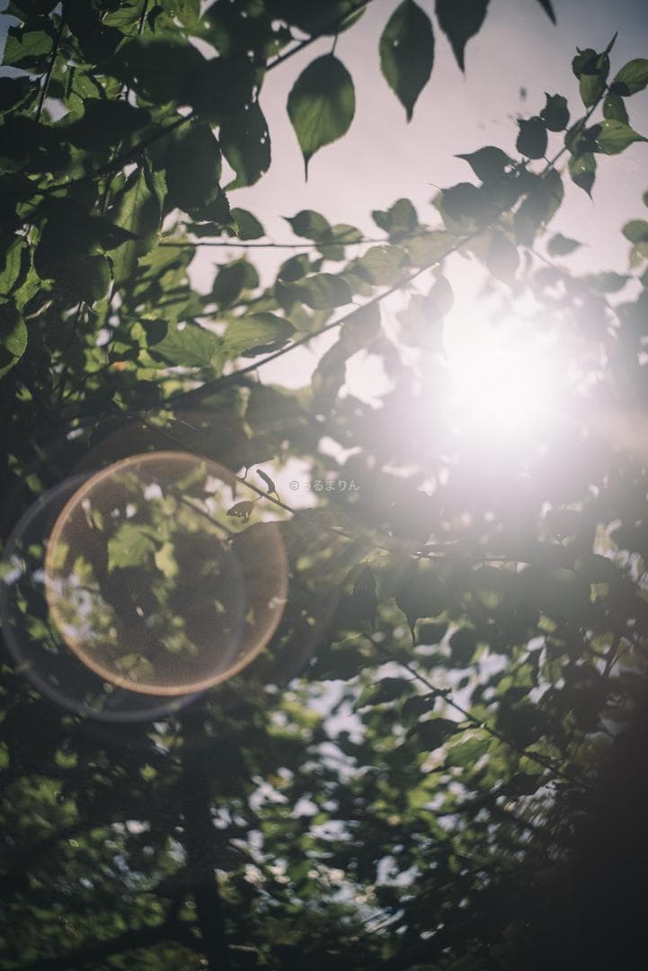 OH済！広角の鉄板 Leica Summaron 35mm オールドレンズ