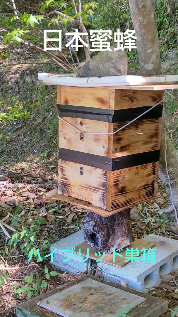 国産日本蜜蜂百花蜜　西洋蜜蜂フジ蜂蜜　非加熱生蜂蜜