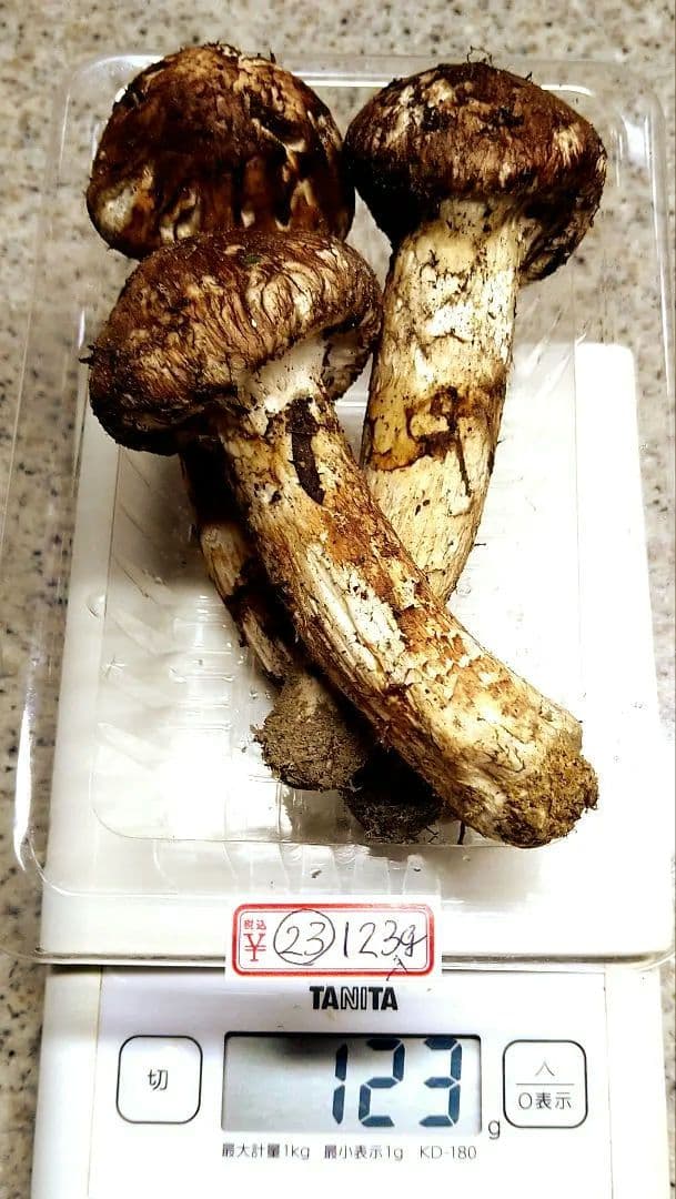 23.南信州産松茸約123g（パック込み）