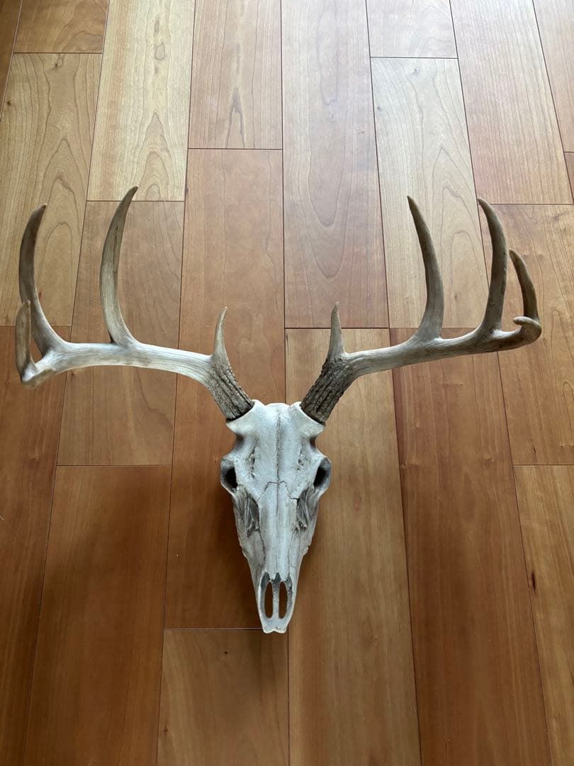 牡鹿スカル ハンティングトロフィー 輸入品 定価45,760円