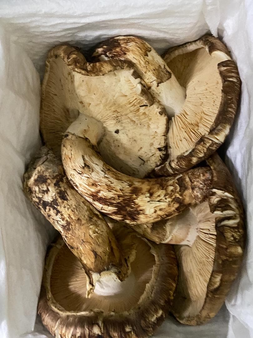 松茸１ｋｇ・今年最後の２ｋｇの内１ｋｇ