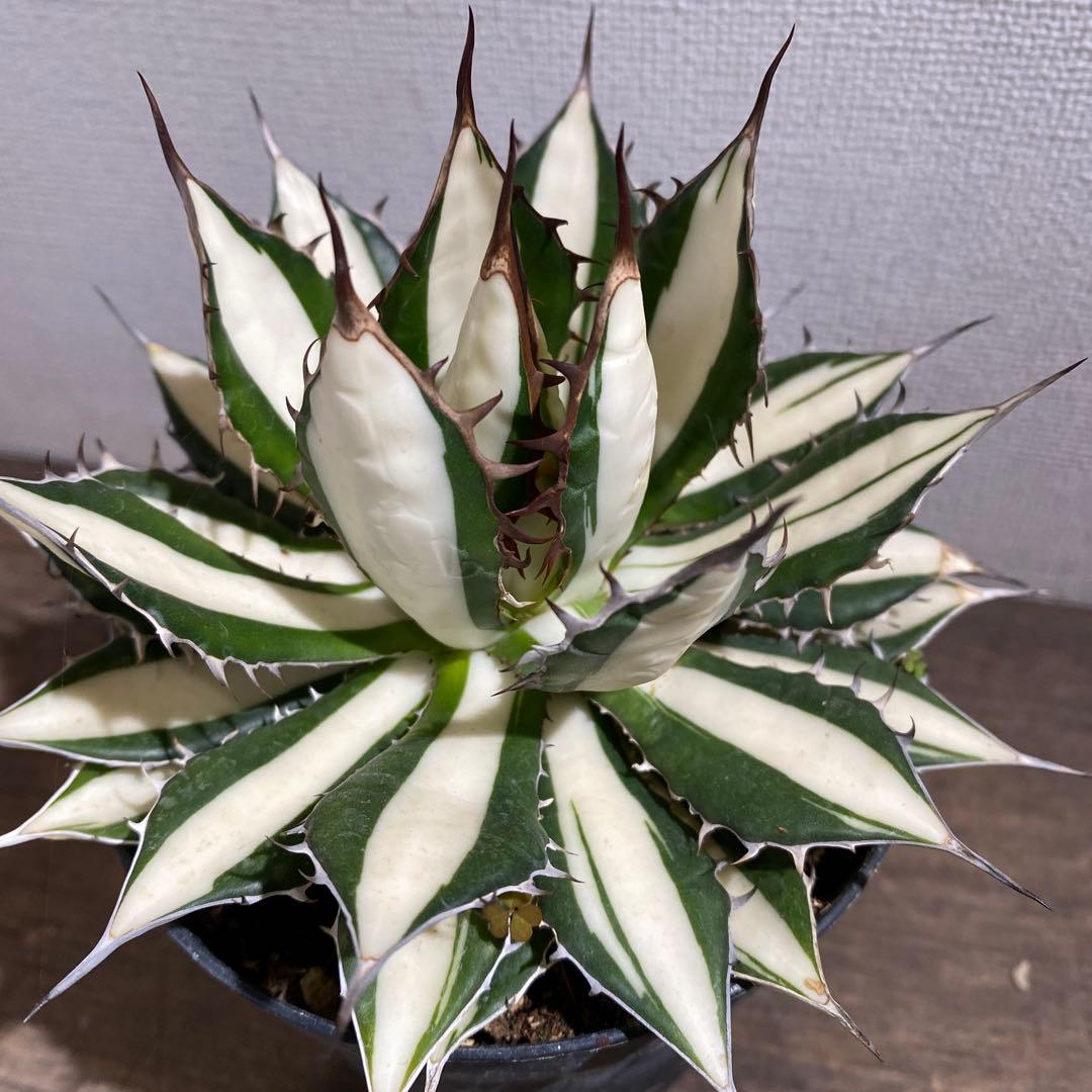 アガベ　ホリダ白中斑入　極上3