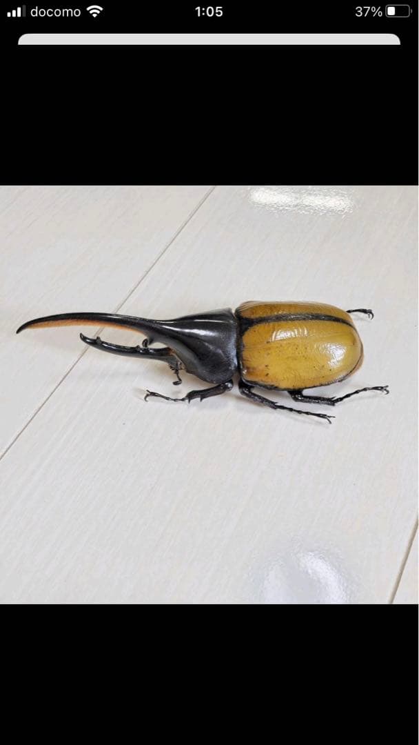 ヘラクレス・エクアトリアヌス♂標本