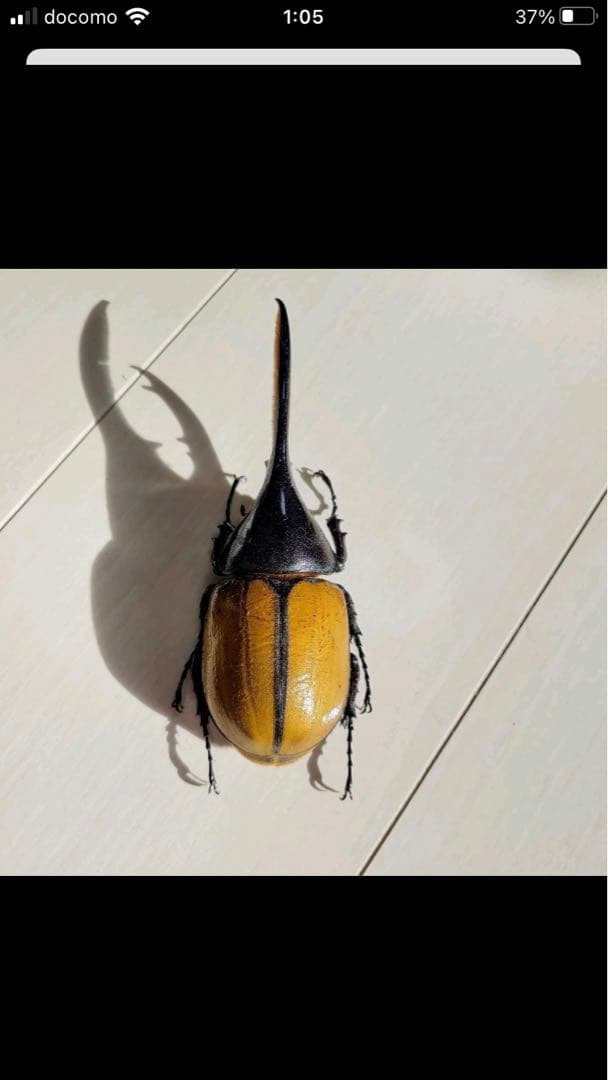 ヘラクレス・エクアトリアヌス♂標本