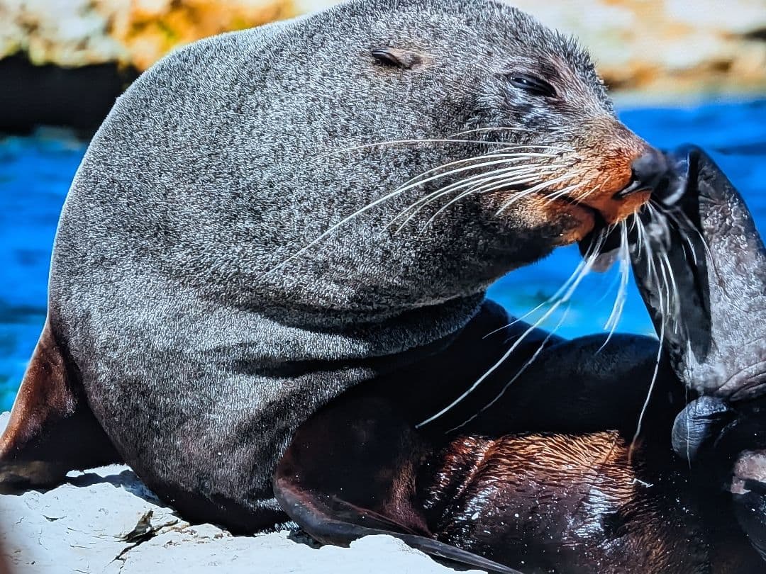 格安　LG有機ELテレビ　55インチ