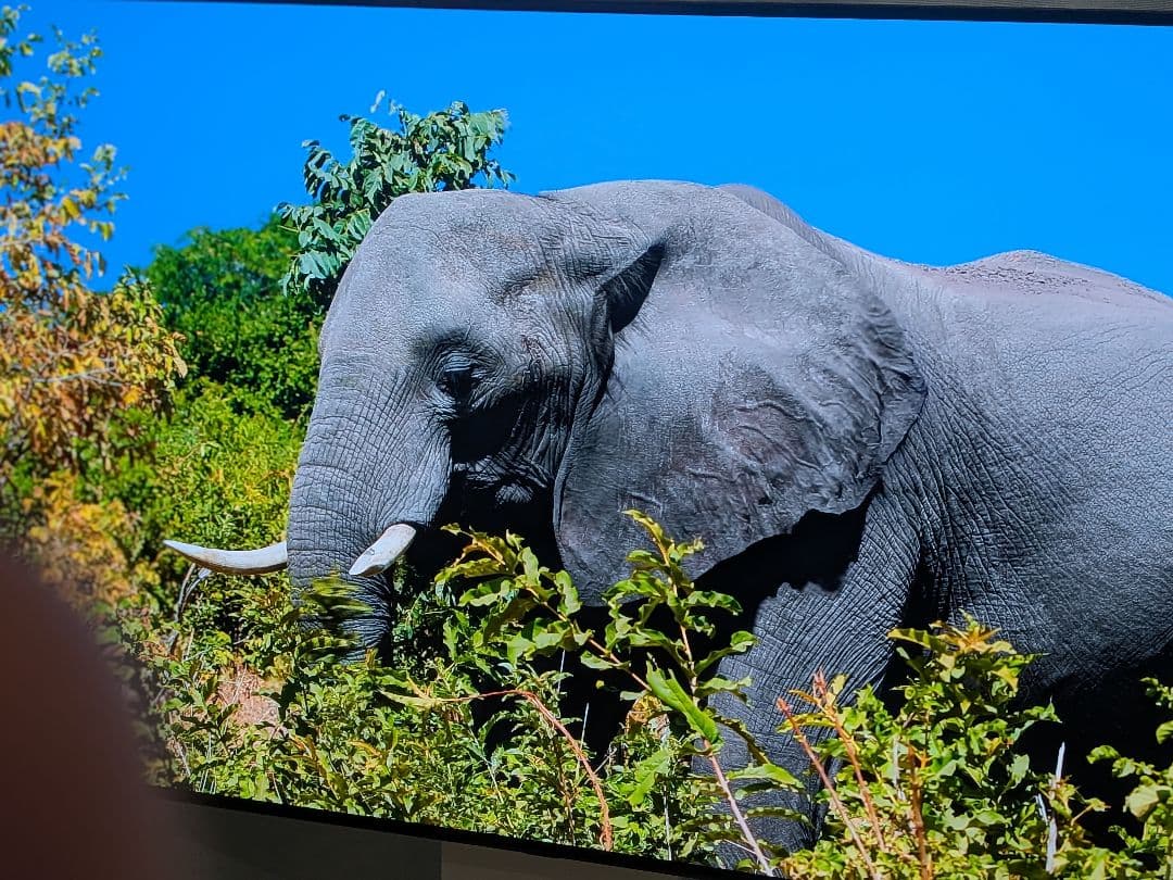 格安　LG有機ELテレビ　55インチ