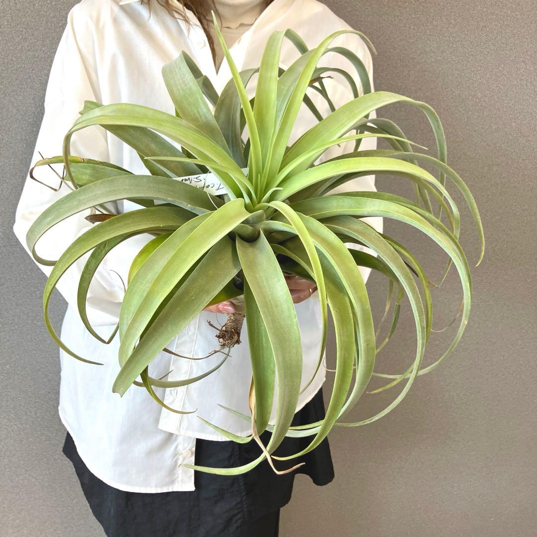 超希少❗️特大❗️チランジア　カピタータ　シルバーローズ✨