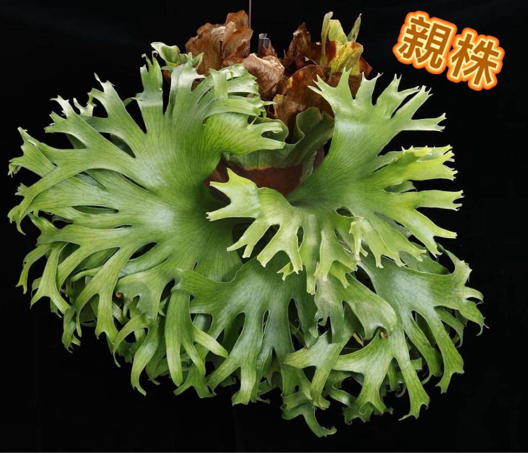 そだ てるお　ビカクシダP. Flamenco TC