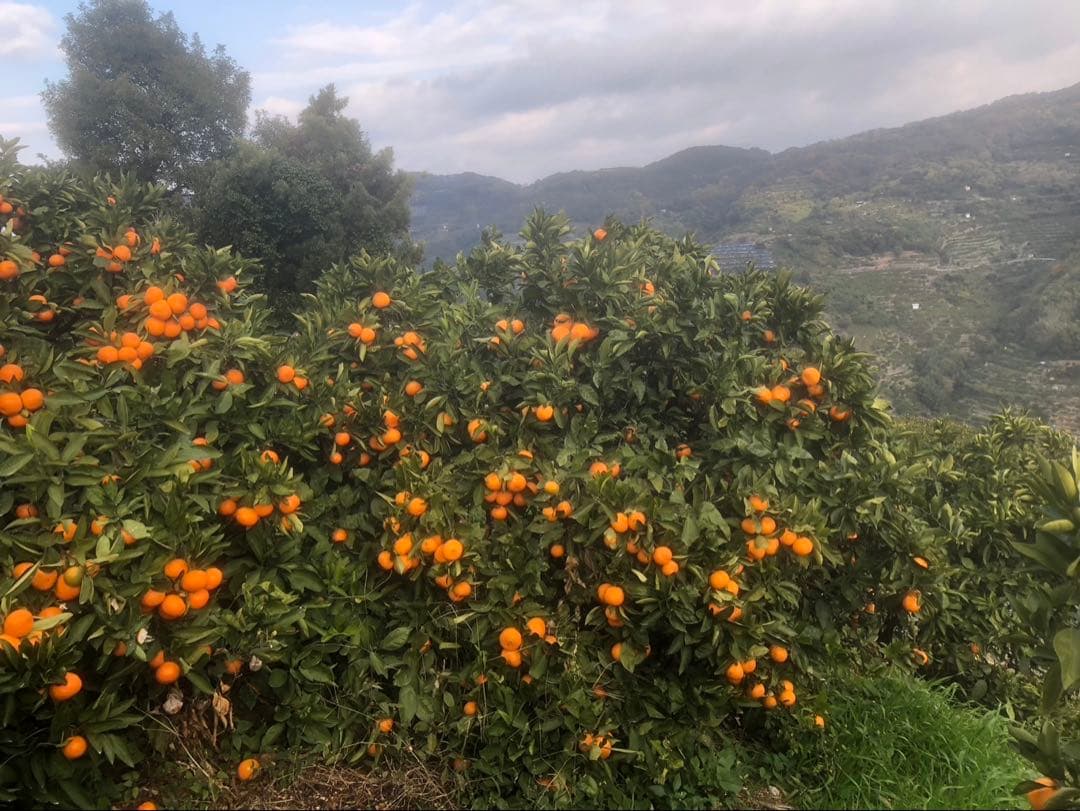 ははちゃん様海南市下津町産 宮川早生みかん 2S、3S混合　4.5キロ×10箱