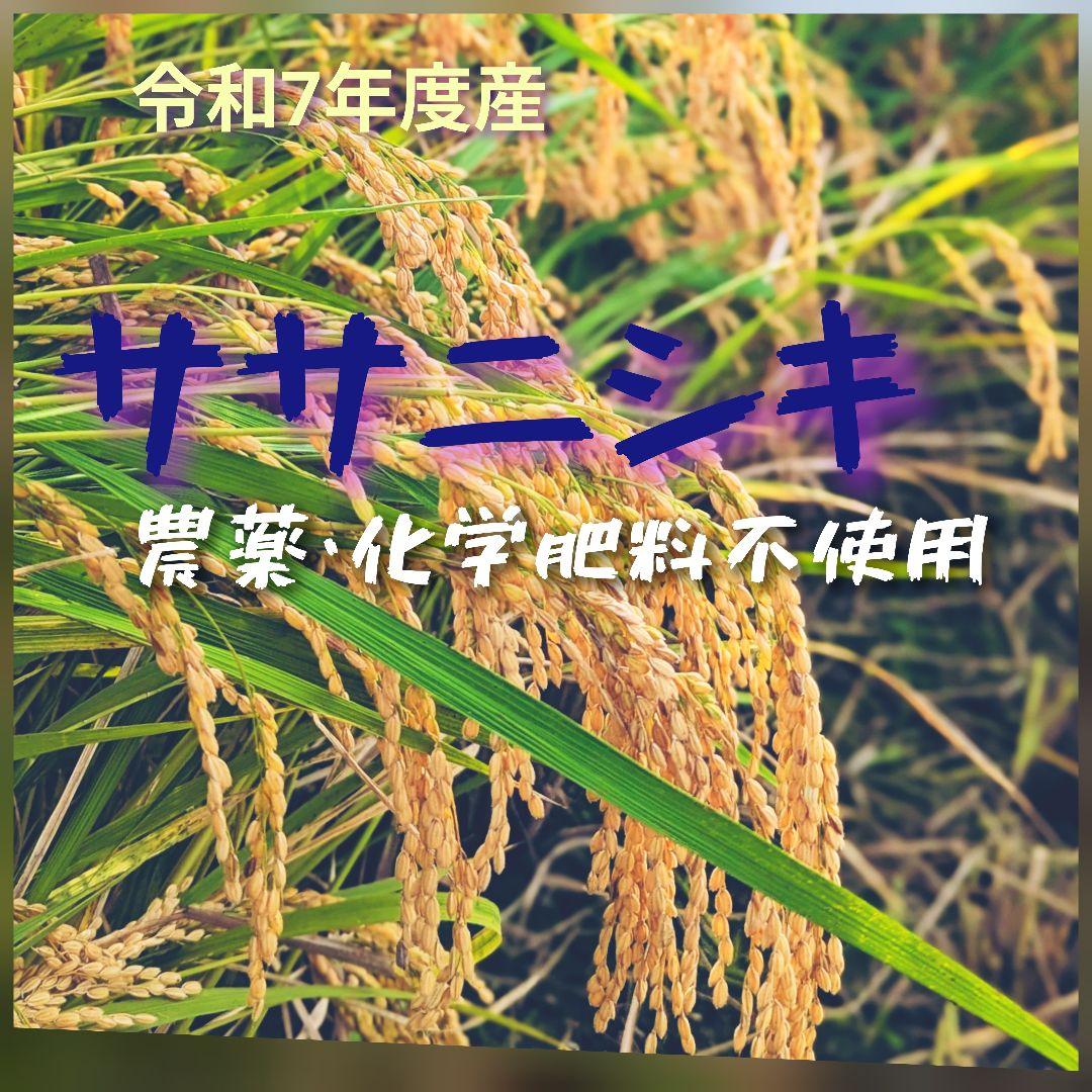 ササニシキ 玄米20kg令和7年産 農薬不使用化学肥料不使用