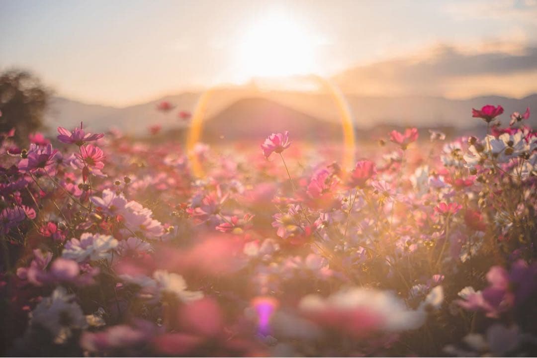 Super Takumar 55mm f1.8【M42】【最上級虹色フレア】希少