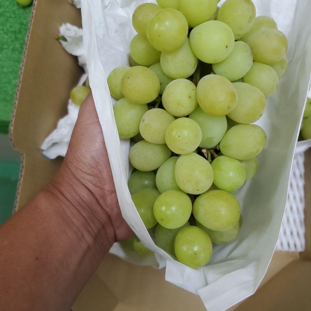 5️⃣ 山梨県産 シャインマスカット１０房 箱込み 5.3キロ
