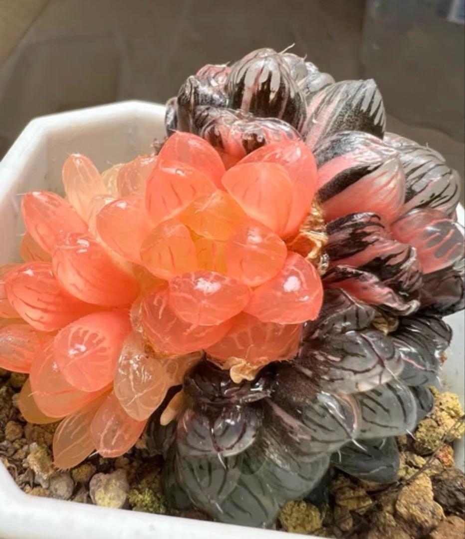 じ*む様 多肉植物　ハオルチア　藤乙オブツーサ錦　鮮明錦　群生　希少種