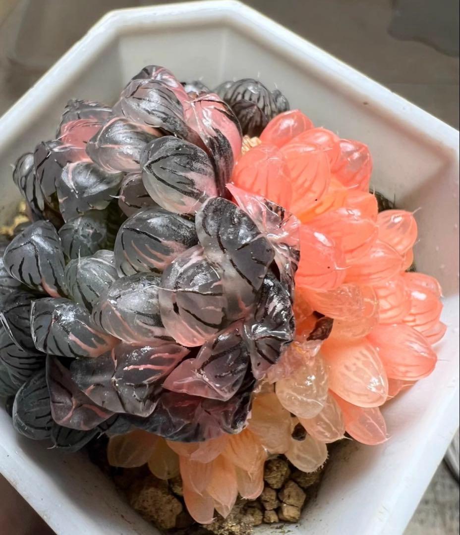 じ*む様 多肉植物　ハオルチア　藤乙オブツーサ錦　鮮明錦　群生　希少種