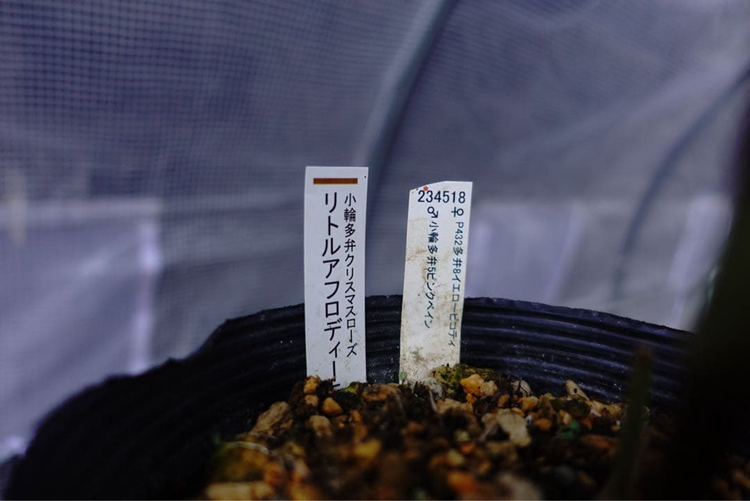 フ*ル様 クリスマスローズ　リトルアフロディーテ