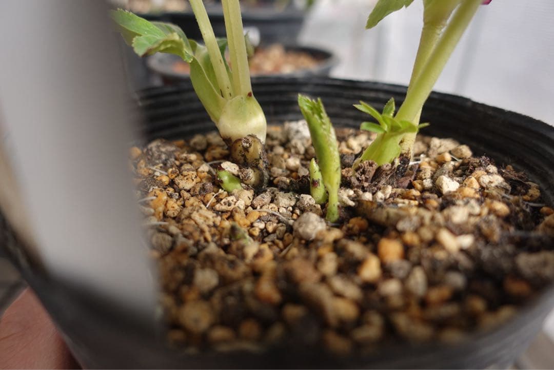 フ*ル様 クリスマスローズ　リトルアフロディーテ