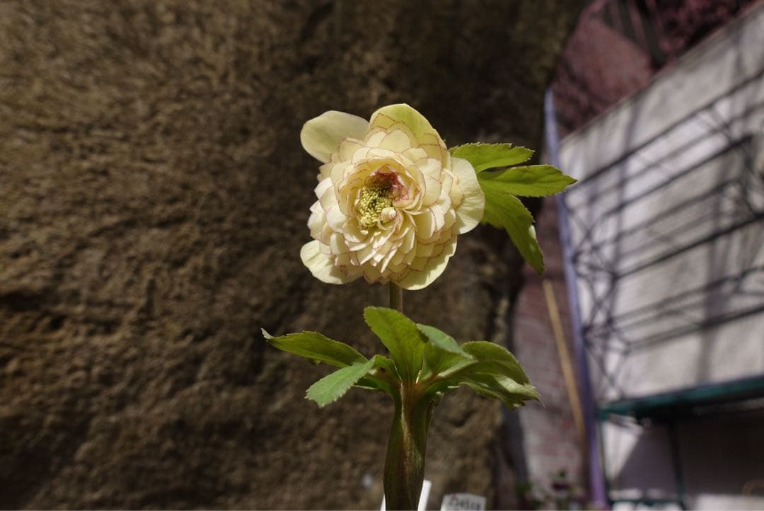 フ*ル様 クリスマスローズ　リトルアフロディーテ