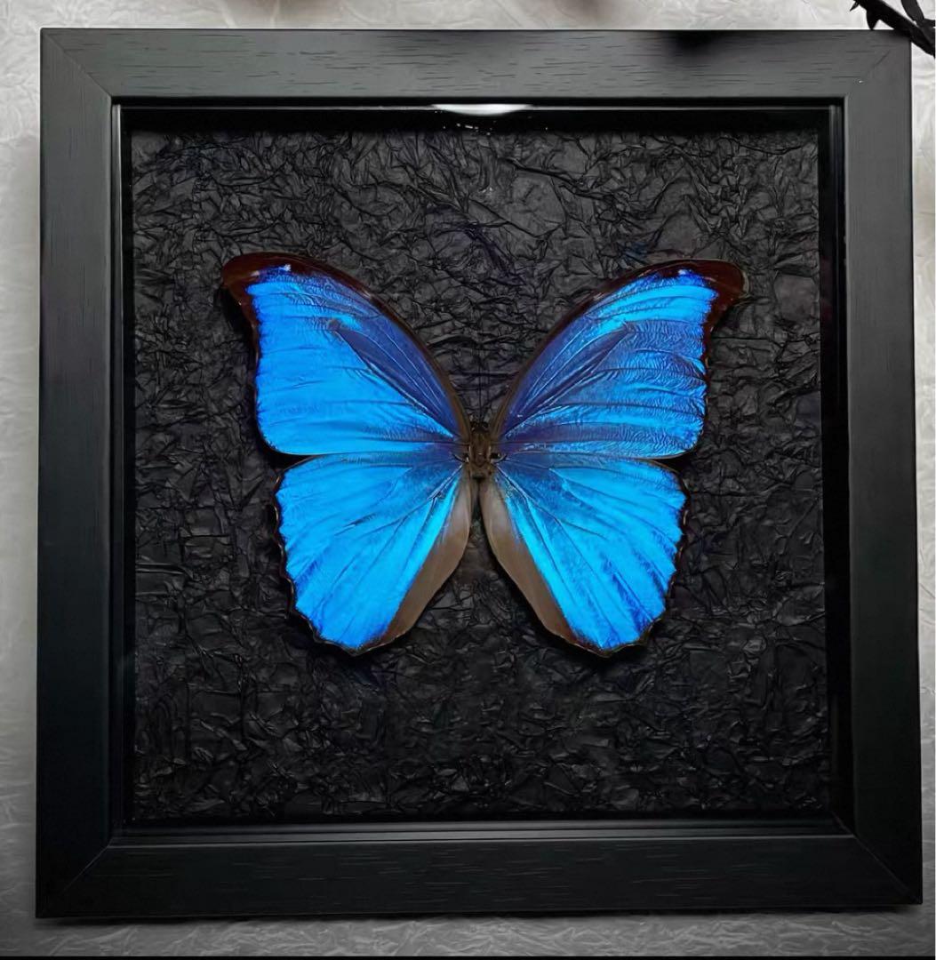 大型モルフォ蝶 標本 背景エンボス加工