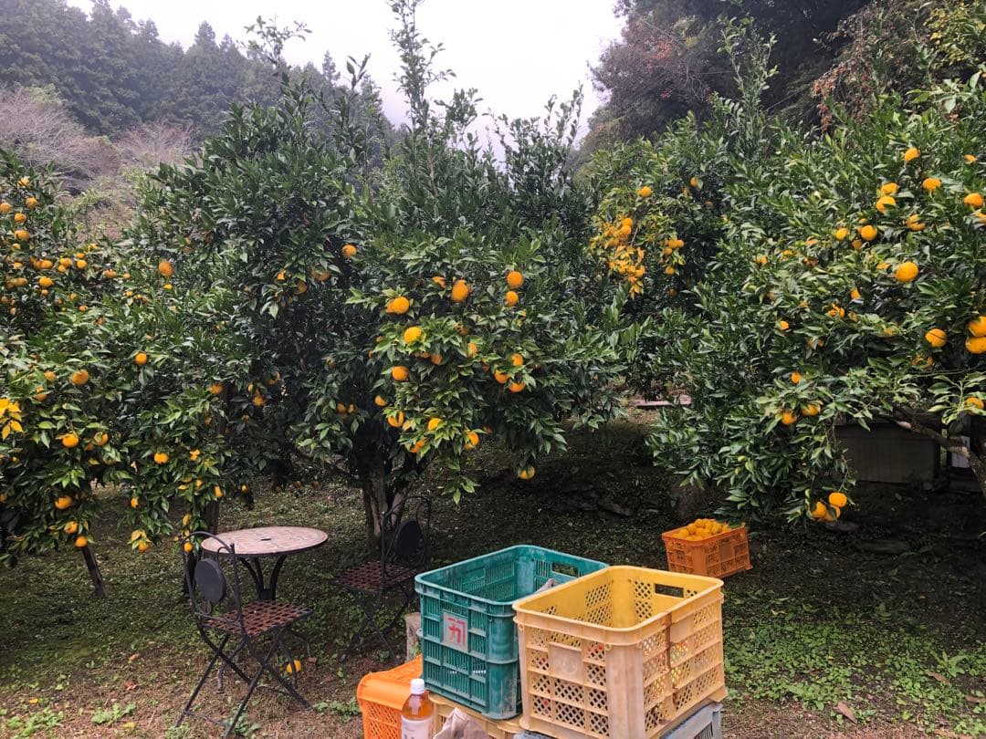 柚子酢　柚子果汁720ml 12本