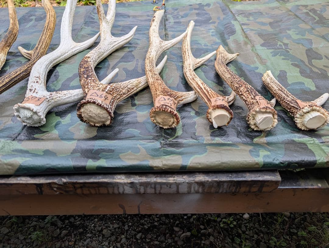 蝦夷鹿の落ち角,「※31本セット」 ,※5万円から毎日お値下げします。