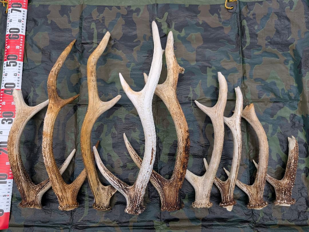 蝦夷鹿の落ち角,「※31本セット」 ,※5万円から毎日お値下げします。