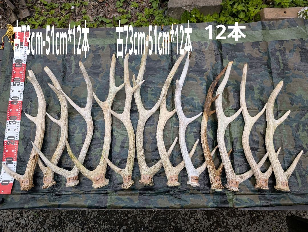 蝦夷鹿の落ち角,「※31本セット」 ,※5万円から毎日お値下げします。