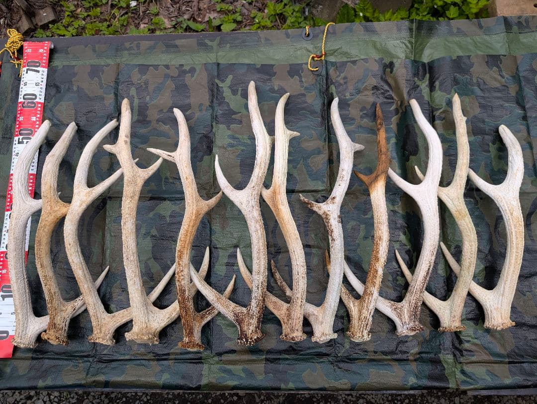 蝦夷鹿の落ち角,「※31本セット」 ,※5万円から毎日お値下げします。