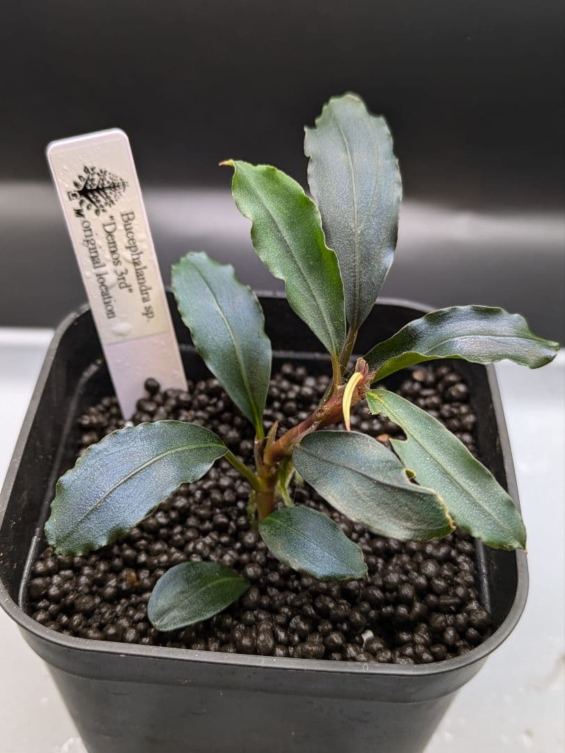 ブセファランドラsp.Demos 3rd【完全水中葉】