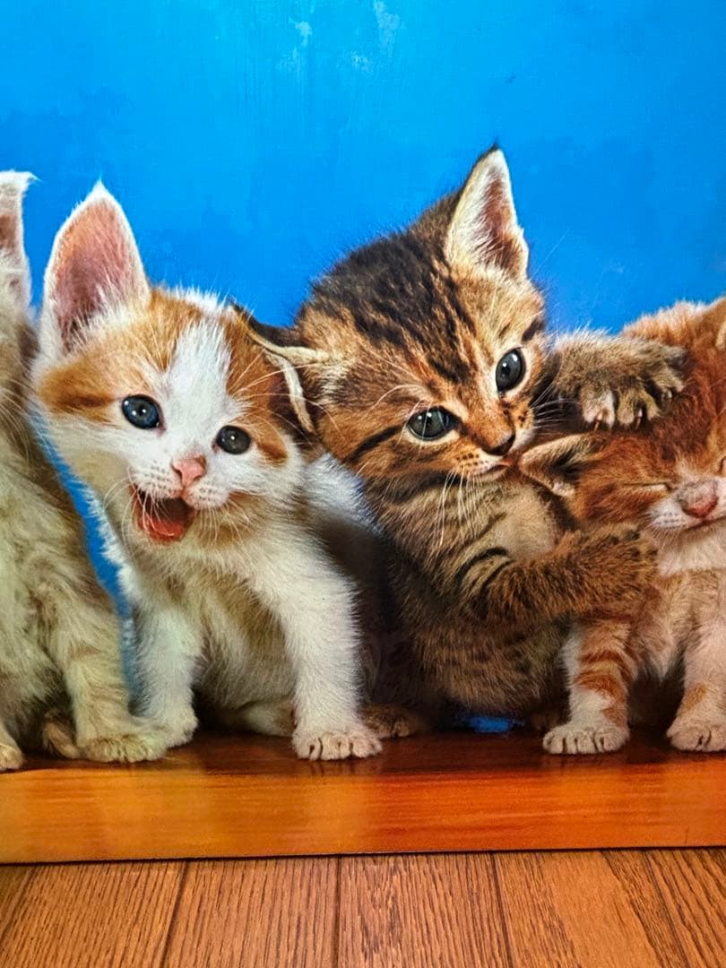 sango　コダックフィルム　コダカラー　ウォルター•チャンドーハ